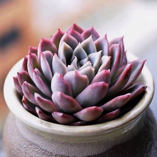Romantic Indoor Plants