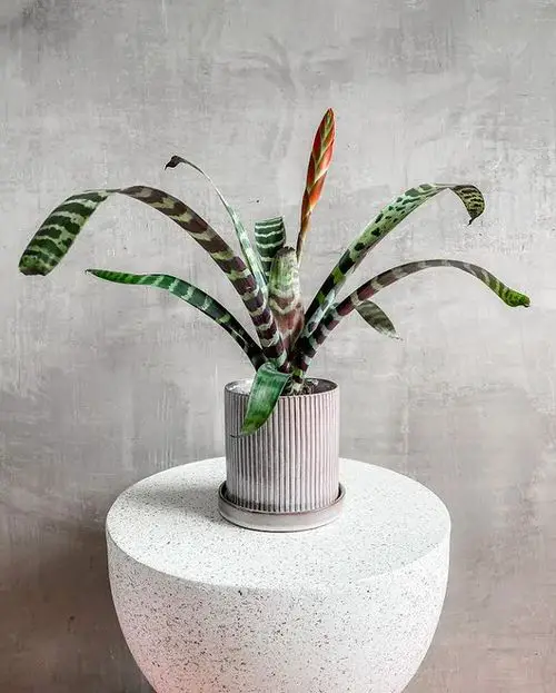 Vriesea Flaming Sword