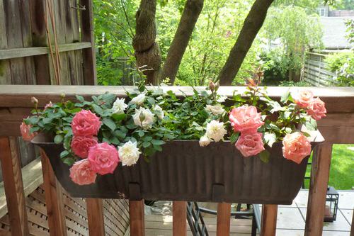 Hanging Container for Roses