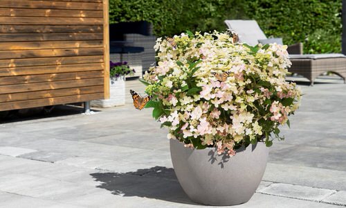 Container Gardening with Hydrangeas