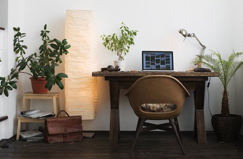 Indoor Plant Ideas for Large Rooms