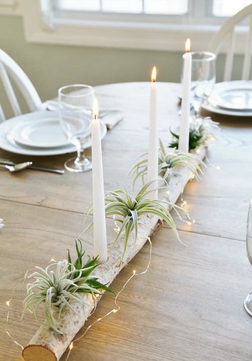 Birch Log Centerpiece with Air Plants and Succulents
