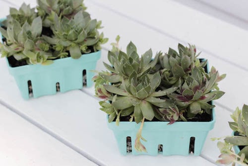 Succulent Planters