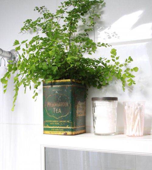 Old Tea Tins Turned Into Fabulous Indoor Plant 
