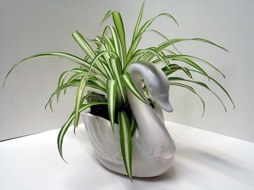 Awesome Spider Plant Ideas 