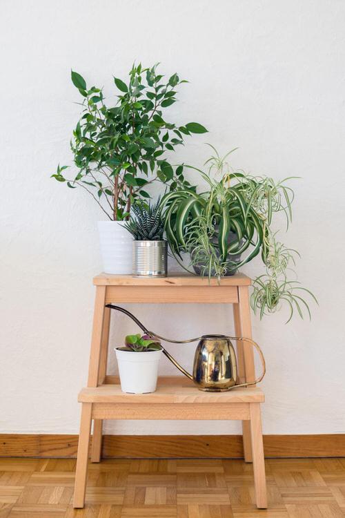 Wooden Stand with other Plants