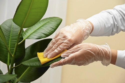 Cheap Indoor Plant Parenting Hacks