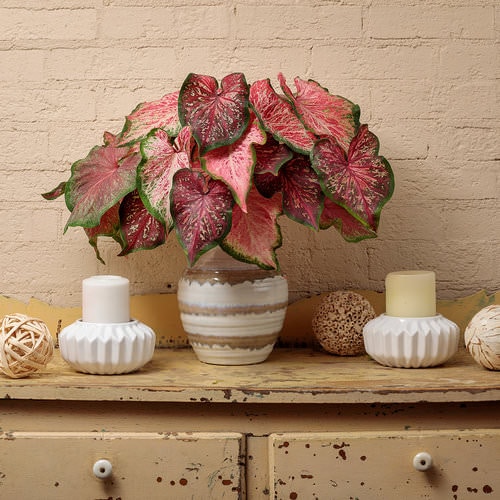 Rose Color Houseplants 