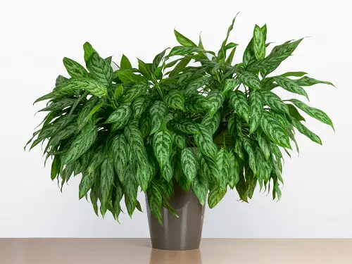 Chinese Evergreen Literally Oxygen Bombs 