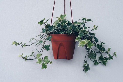 Houseplants You Can Get So Cheap