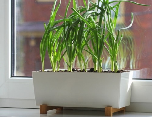 Kitchen plants