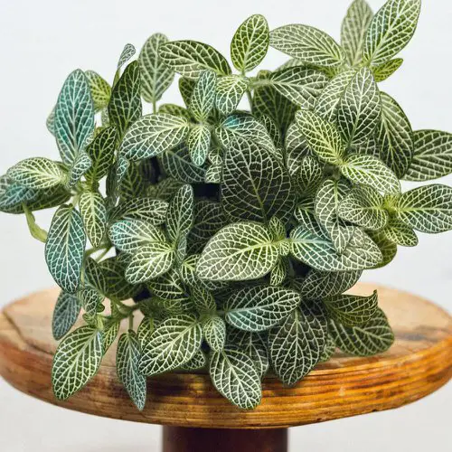Grow in Shallow Containers