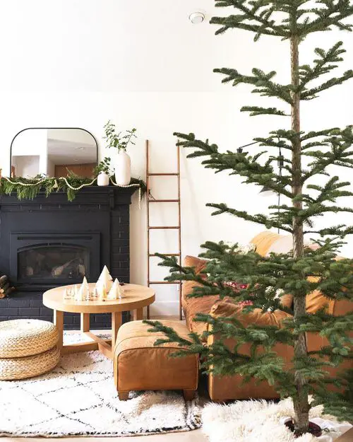 Indoor Plants that Grow Tall