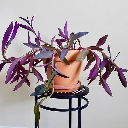 Houseplants that Grow in Shallow Containers