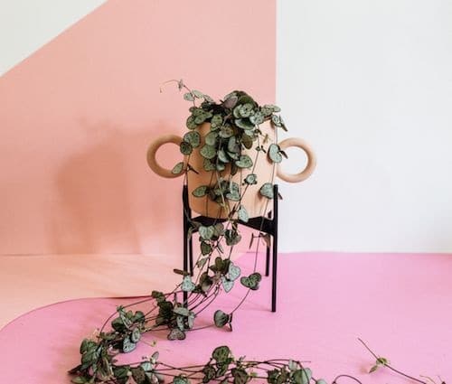 Romantic Indoor Plants
