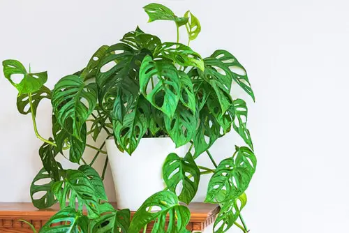 Monstera adansonii Indoor Plants with Fanciful Cut Foliage