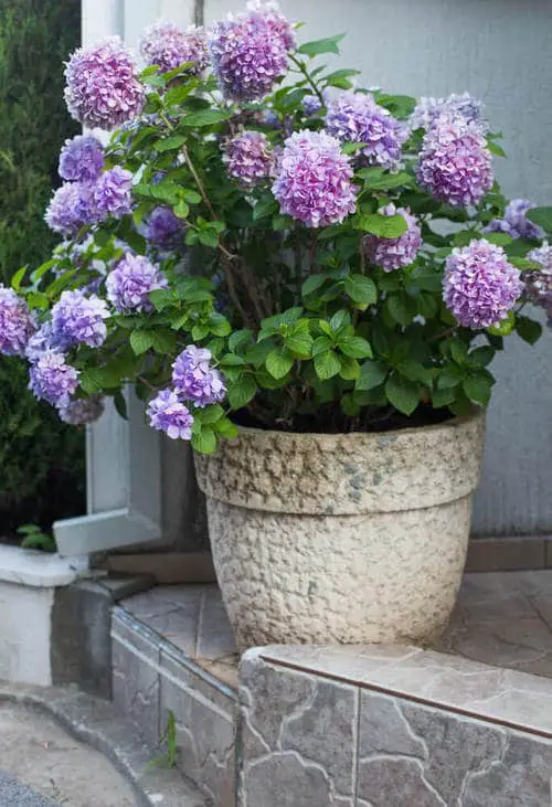 Container Gardening with Hydrangeas