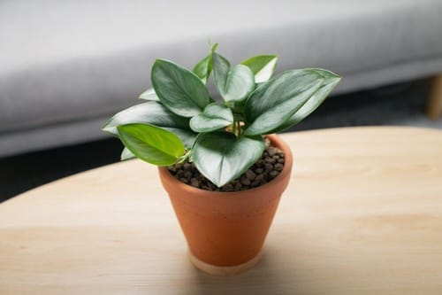 The Most Fascinating ‘It’ Plants of 2021 4