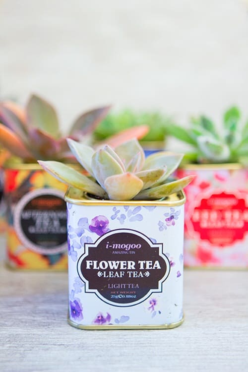 Old Tea Tins Turned Into Fabulous Indoor Plant Homes