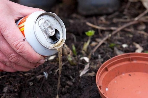 Cheap Indoor Plant Parenting Hacks 