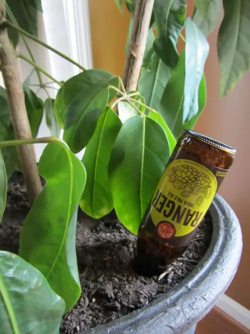 Plant Parenting Hacks You Should Know