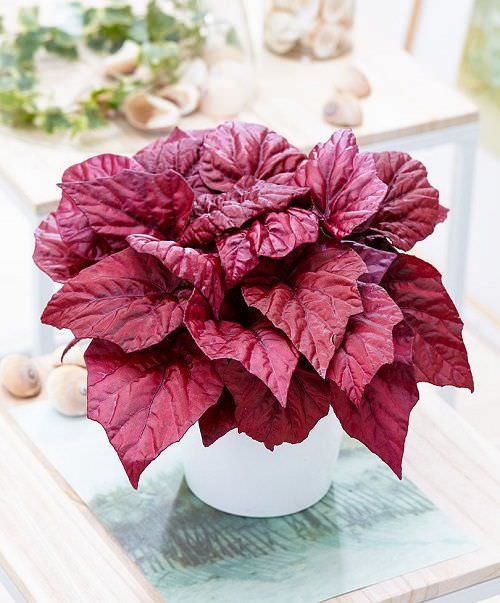 Beautiful Rose Color