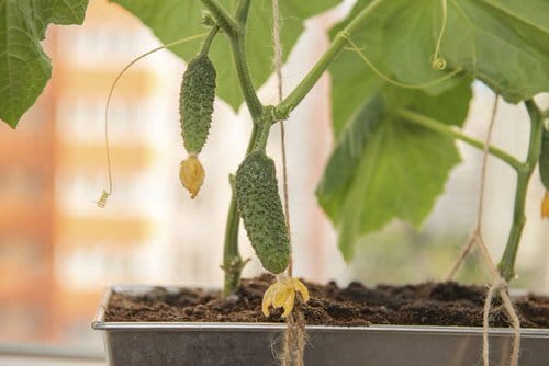 Plants that Repel Roaches 5