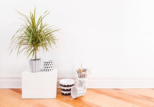 Unique Indoor Plants that Look Like Hair Strands 5