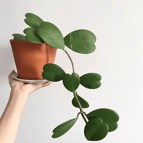 Cute and Romantic Indoor Plants 