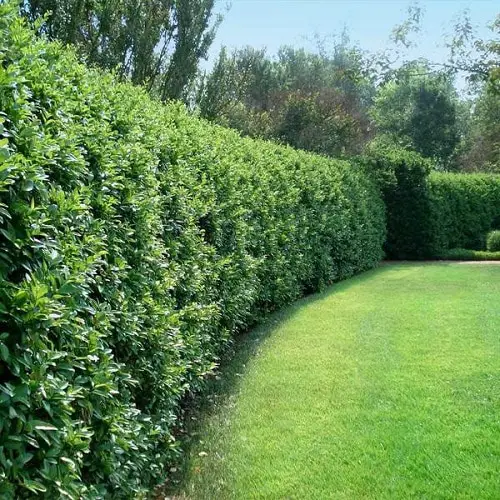 Plants You Can Grow Instead of a Fence for Privacy and Lush Green Look 5
