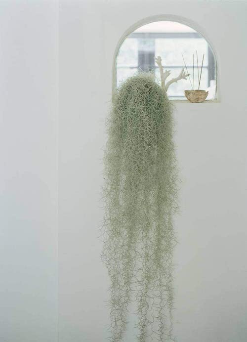 Houseplants Grow Without Soil
