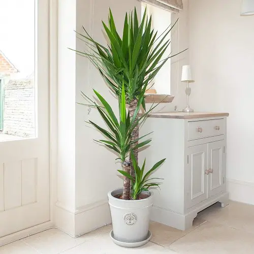 Yucca elephantipes