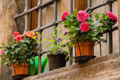 Roses in Hanging Wired Metal Plant Stands