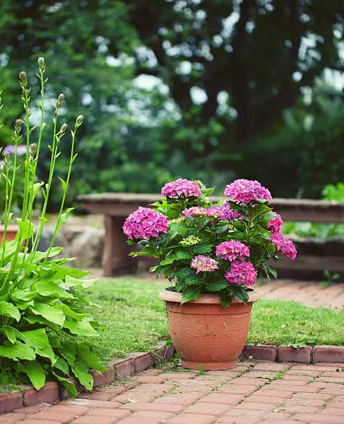 Pictures of Container Gardening with Hydrangeas 