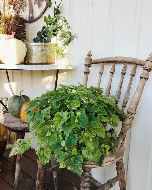 Piggyback Plants with Soft Leaves