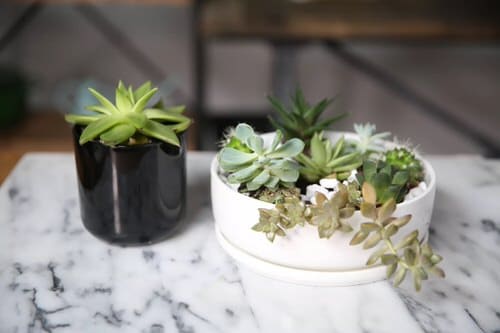 Succulent Container Garden