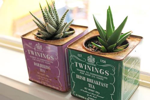 Old Tea Tins Turned Into Fabulous Indoor Plant Homes 