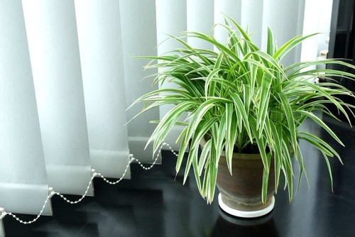 Curtained Window