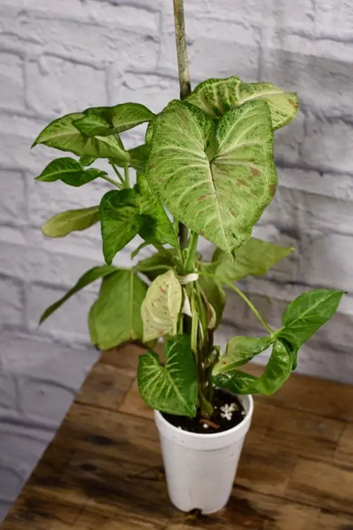 12 Best Climbing Houseplants | Easy to Grow Indoor Climbers