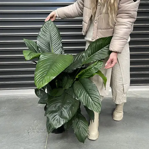 lovely Kinds of Peace Lily