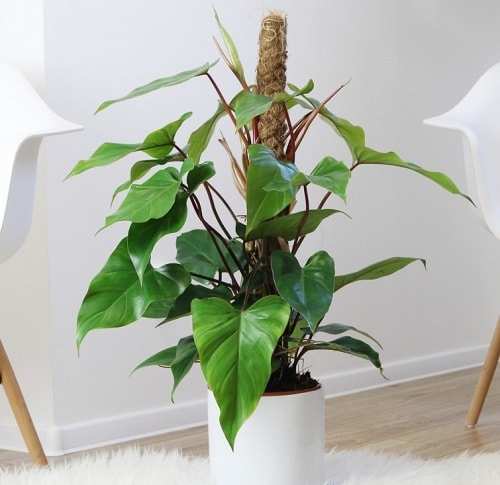 12 Best Climbing Houseplants | Easy to Grow Indoor Climbers
