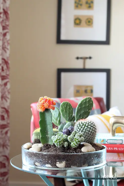 Cacti Garden for Tabletops DIY