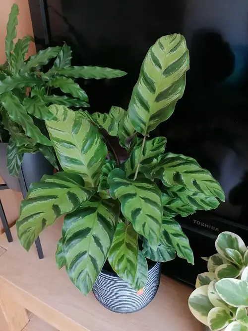 Albertii calathea on wooden bench