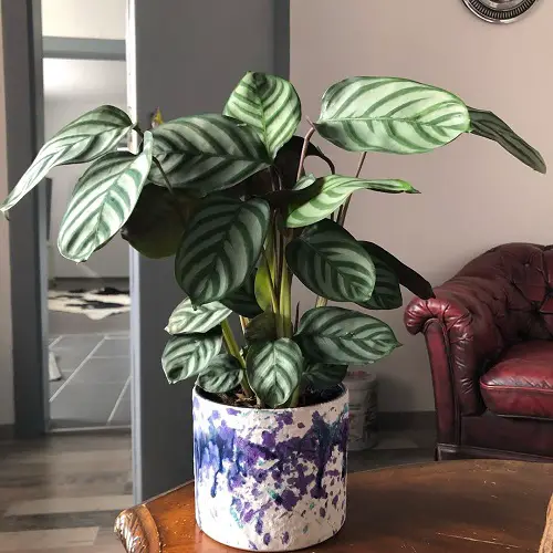 Anulque calathea plant on table near sofa