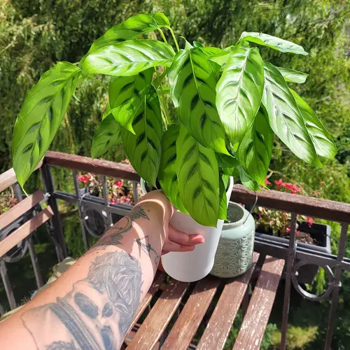 Bachemiana calathea plant in balcony