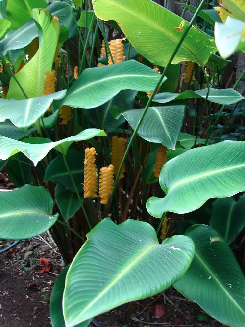 Rattle Shaker calathea plant in garden