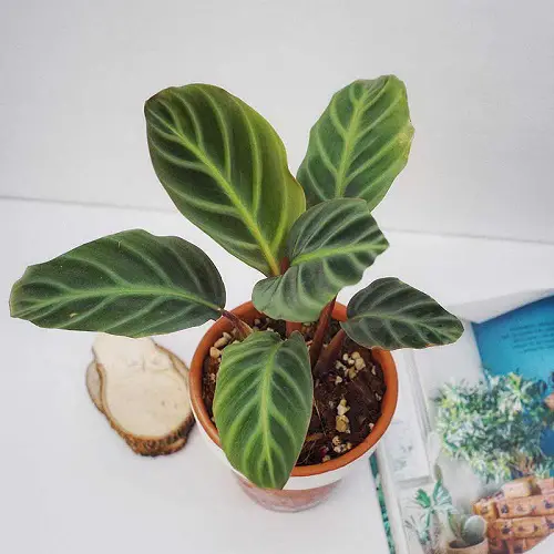 Ecuadoriana calathea plant on white table