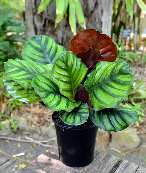 Fasciata calathea plant on table 