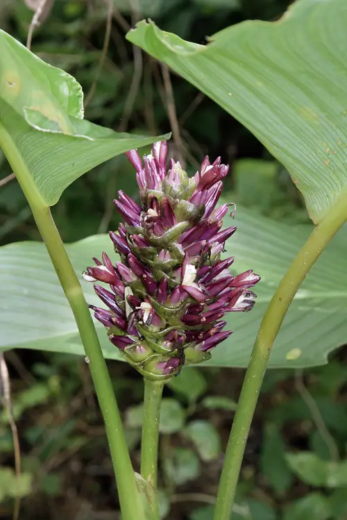 Latifolia calathea flower
