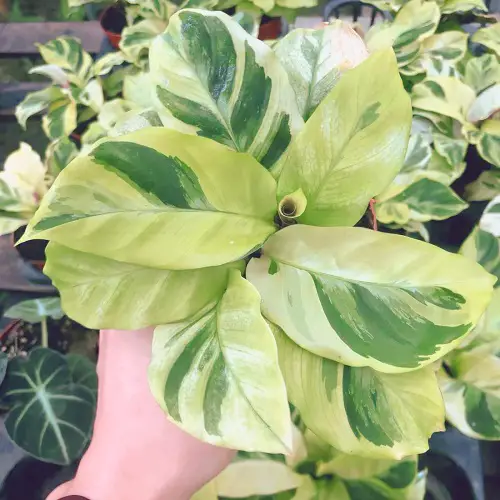 Thai Beauty calathea pot holding in hand